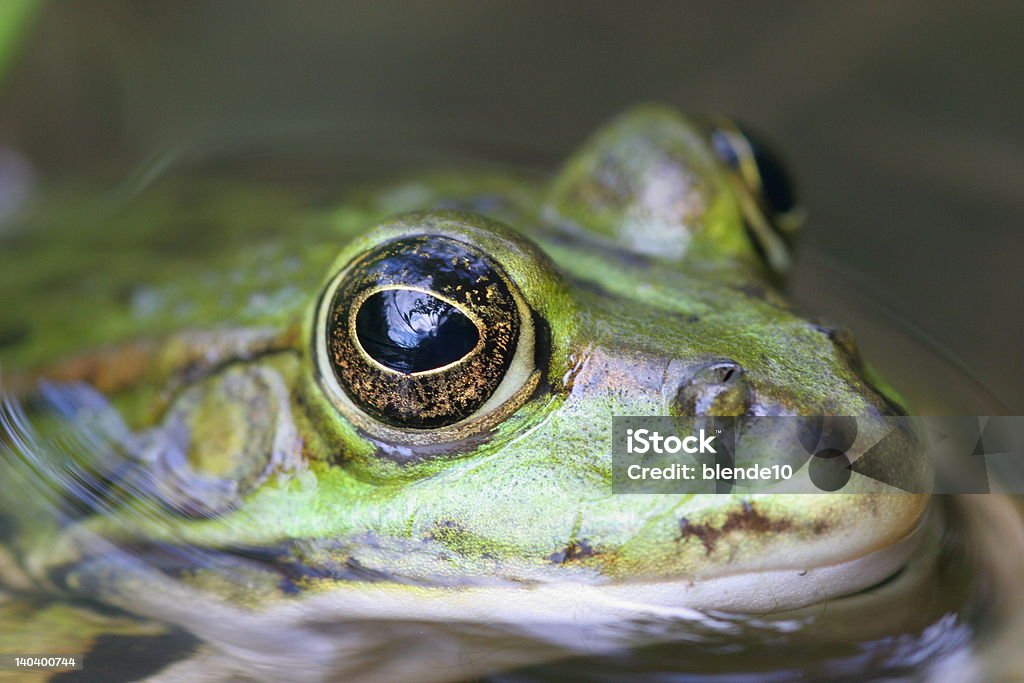 cool zielona frog - Zbiór zdjęć royalty-free (Bez ludzi)