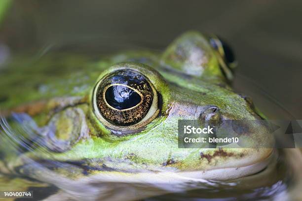 Cool Zielona Frog - zdjęcia stockowe i więcej obrazów Bez ludzi - Bez ludzi, Bliskie zbliżenie, Chłodny