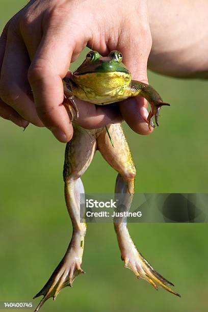 Rana - Fotografie stock e altre immagini di Afferrare - Afferrare, Ambientazione esterna, Anfibio