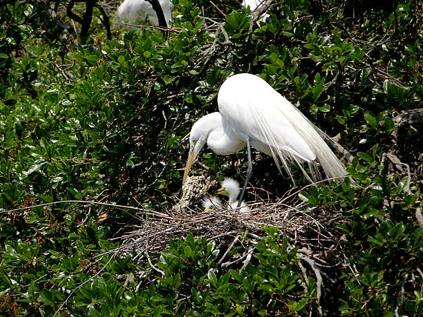 istock Mother egret with hatchlings 140400767