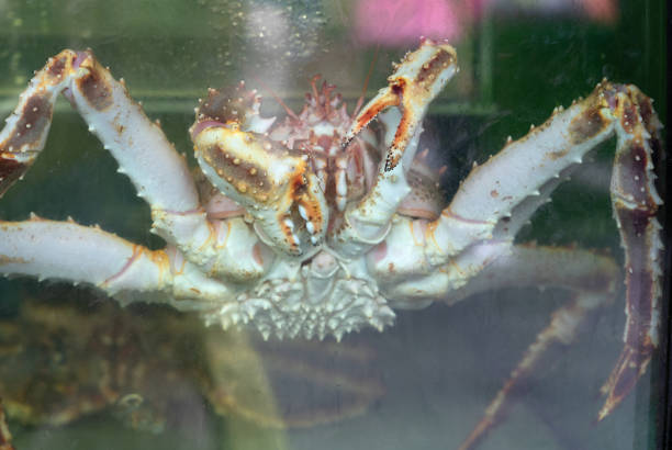 istock Crab in aquarium, alive animal 1404007839