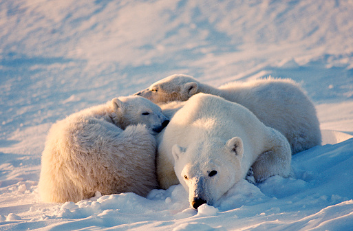 Polar bear with her sleeping cubs while she is alert to danger.Shot in the Canadian Arctic