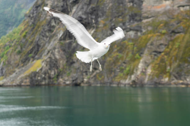 istock White seagull flying in Sognefjord, Norway 1404008051