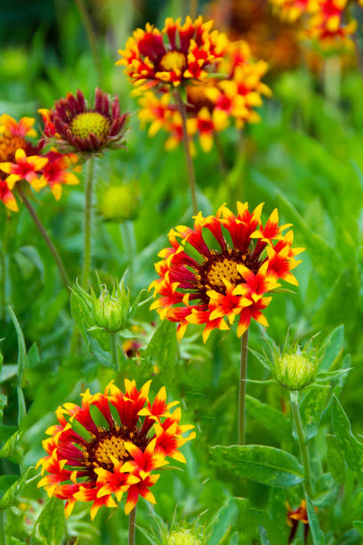 istock Spring Wildflowers-Myrtle Beach, South Carolina 1404008061