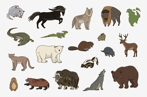 Animals of North America vector illustrations set