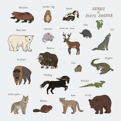 Animals of North America vector illustrations set