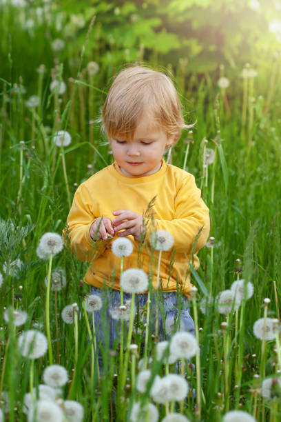 charmantes süßes baby spielt mit einer löwenzahnblume in der natur im sommer, das helle licht des sonnenuntergangs. glückliches gesundes, schönes kind, das spaß hat.г - baby toddler child flower stock-fotos und bilder