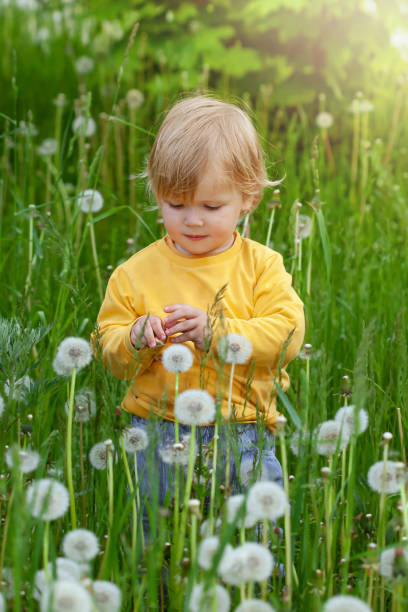 charmant bébé mignon joue avec une fleur de pissenlit dans la nature en été, la lumière vive du coucher du soleil. heureux et beau garçon en bonne santé qui s’amuse.г - baby toddler child flower photos et images de collection