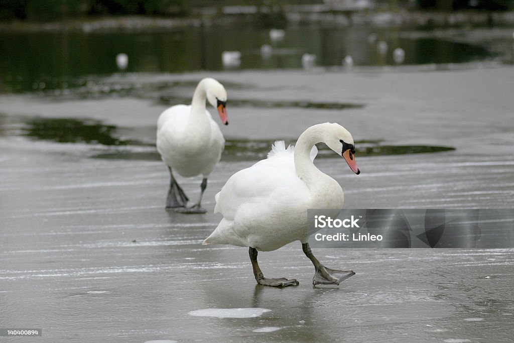 Dois swans no Gelo - Royalty-free Andar Foto de stock