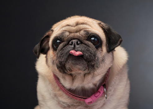 Studio portrait of a cute, tan coloured grumpy Pug who is looking forlornly out of the picture pulling a sad face Photographed against a perfect white background. Colour, horizontal with lots copy space.