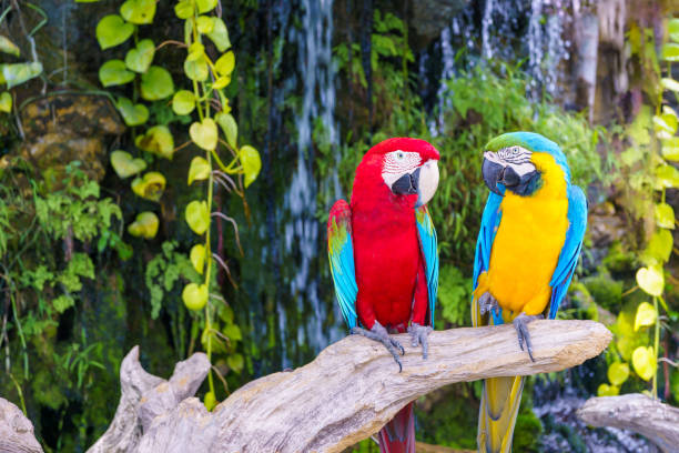 zwei rote und gelbe papageien, die auf einem ast sitzen, sich gegenüberstehen und glücklich aussehen.bunte haustiere, - eigentliche aras stock-fotos und bilder