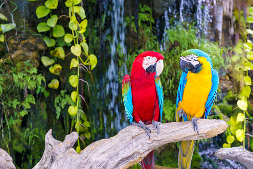 Two red and yellow parrots perched on a branch, facing each other, looking happy.colorful pets,