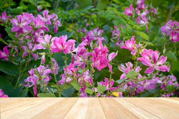 istock Empty top wooden table on Purple Orchid tree blooming in full 1404010876