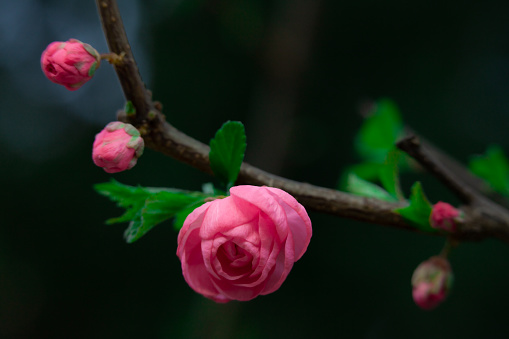 Plum blossom in springtime