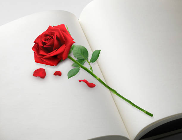 istock Beautiful red rose on the book isolated 1404011184