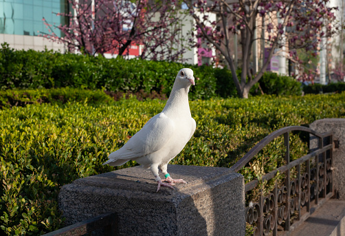 pigeons on the street