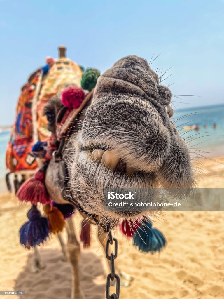 Camel kiss Camel kiss into the camera Dromedary Camel Stock Photo