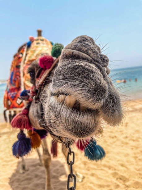 Camel kiss stock photo