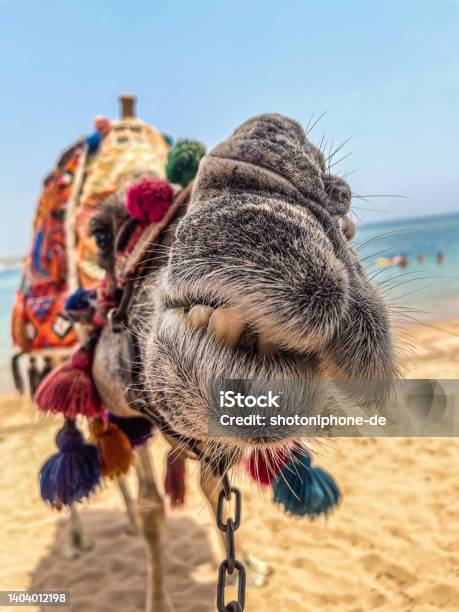 Camel Kiss Stock Photo - Download Image Now - Dromedary Camel, Dubai, Humor