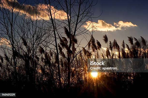 Pântano Relva Ao Pôr Do Sol - Fotografias de stock e mais imagens de Ao Ar Livre - Ao Ar Livre, Azul, Condições Meteorológicas