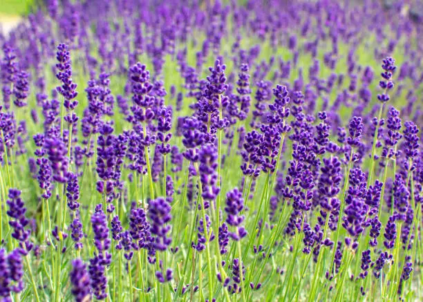 fragrant lavender field in June. closeup