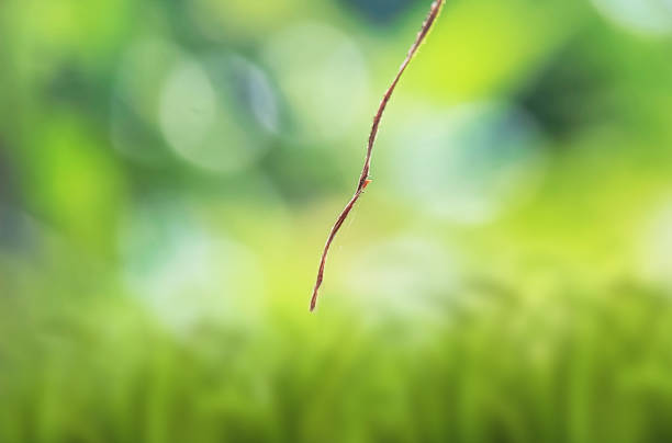 Nature-themed backgrounds for macro photography