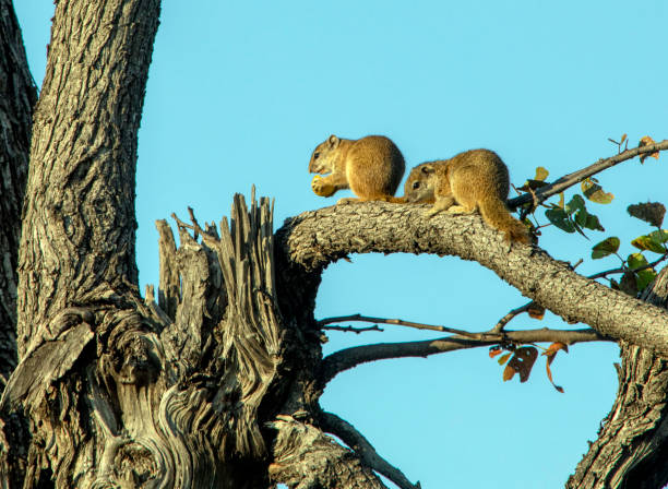 Tree Squirrels stock photo