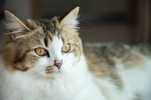istock Headshot of young crossbreed Persian cat. 1404012849