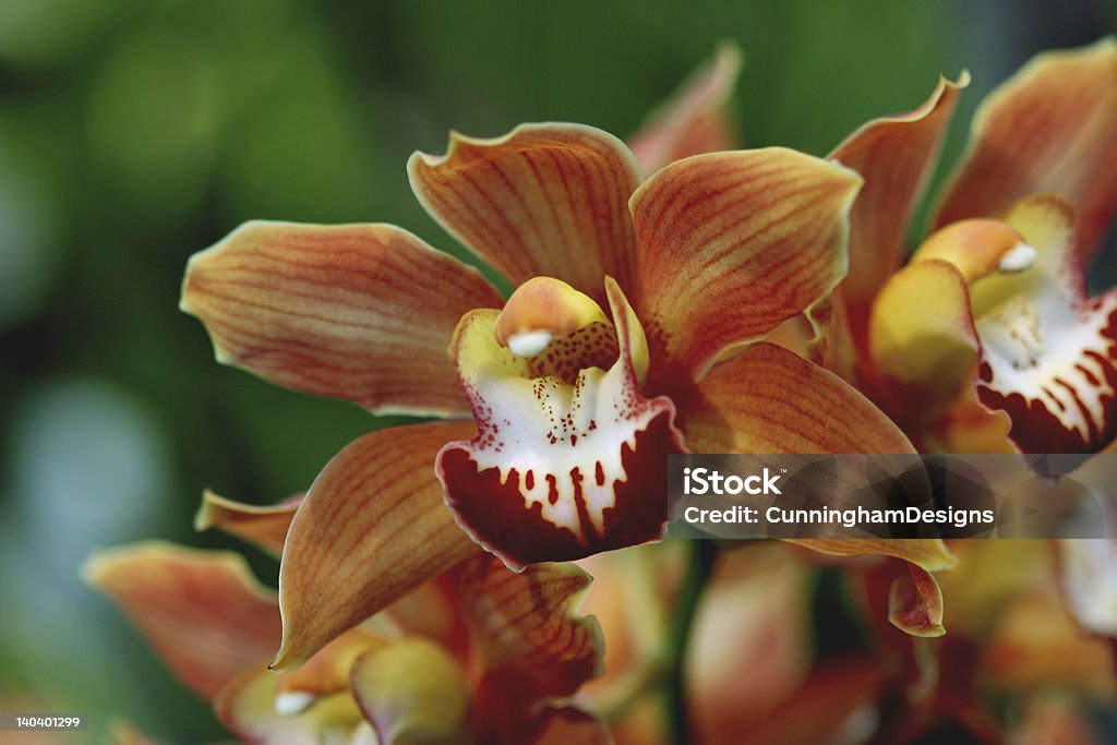 Cymbidium-Orchidee 0439 - Lizenzfrei Baumblüte Stock-Foto