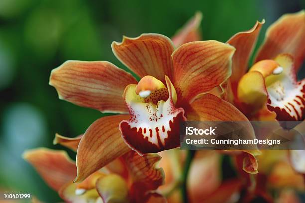 Cymbidiumorchidee 0439 Stockfoto und mehr Bilder von Baumblüte - Baumblüte, Bildschärfe, Blume
