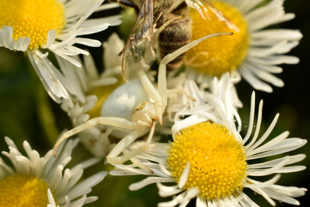 istock A flower spider similar to a crab sits on flowers. 1404013370