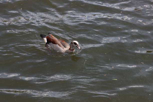 istock Egyptian goose on european lake 1404013445