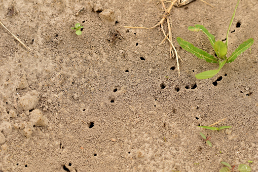The picture shows numerous entrances to the anthill located under the soil.