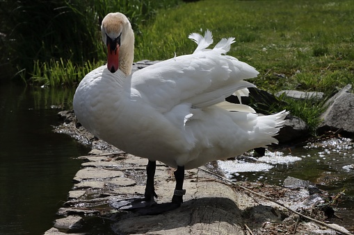 Portrait of a mute swan, an introduced species in North America, on a coastal pond in Connecticut, in winter light. In England and Wales, the monarch owns all mute swans.