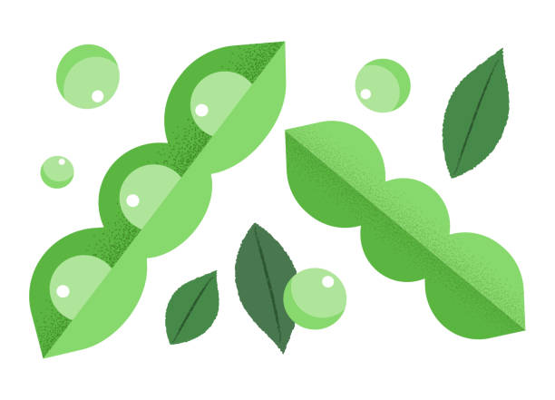 ilustrações, clipart, desenhos animados e ícones de ilustração de ervilha. - green pea illustrations