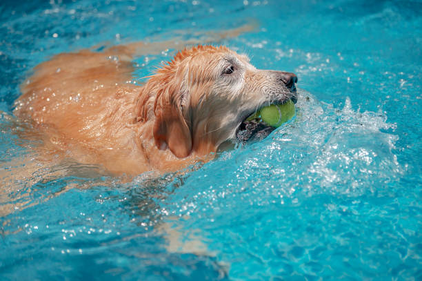 istock Dog jumps into the pool and playing with ball 1404013837