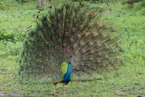 istock Wildlife Photography in Sri Lanka 1404014130
