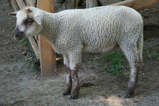 istock Young white sheep/ lamb on farm 1404014984