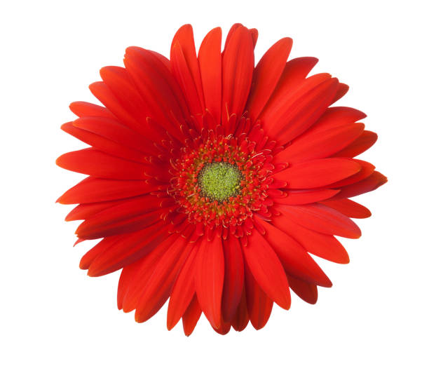 istock Red Gerbera flower isolated on white background. 1404015292