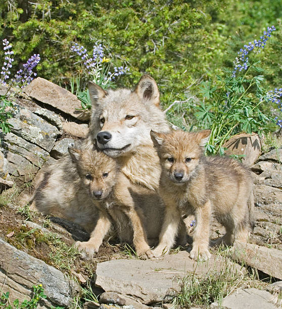 istock Gray mother wolf sun bathes with her cubs in the forest 140401532
