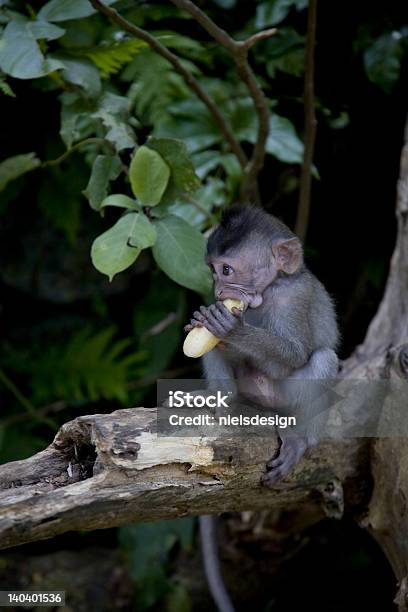 아기 원숭이 식사 바나나 귀여운에 대한 스톡 사진 및 기타 이미지 - 귀여운, 균형, 꼬리
