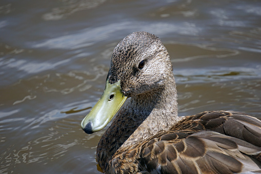 Brown Mallard duck on water - close-up on head