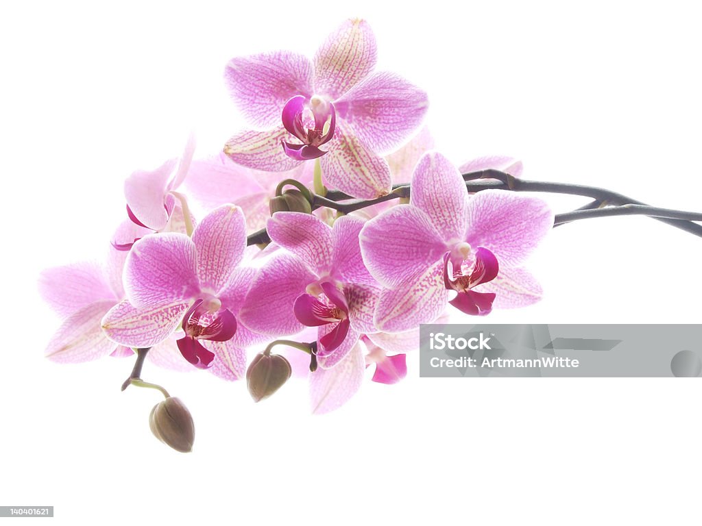 Фиолетовая орхидея - Стоковые фото Без людей роялти-фри