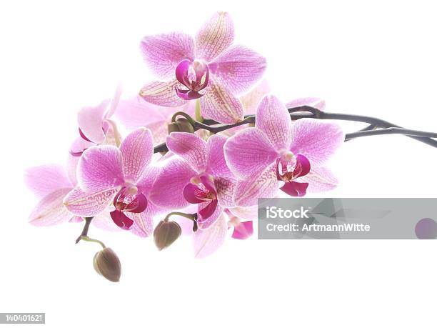 Фиолетовая Орхидея — стоковые фотографии и другие картинки Без людей - Без людей, Букет, Горизонтальный