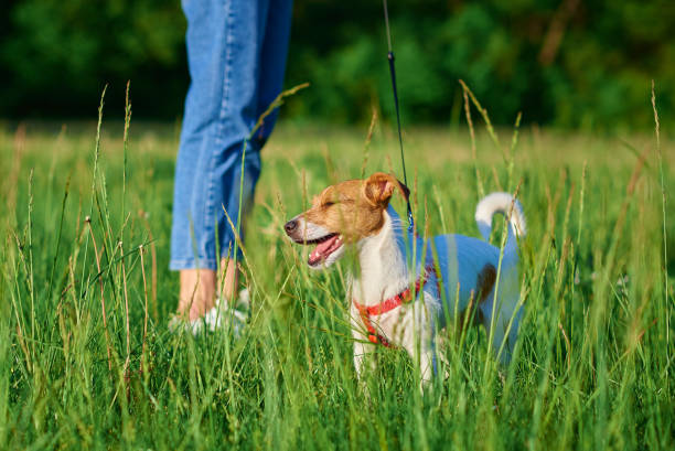 istock Dog walking at park with owner 1404016264