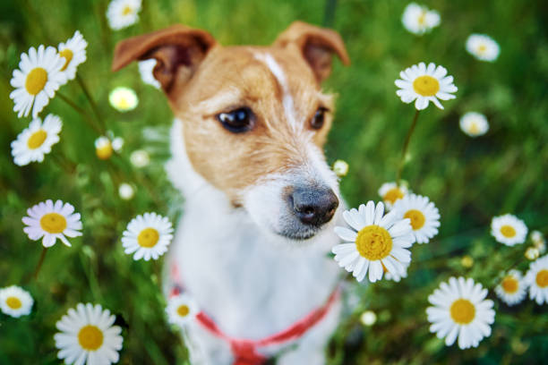 Cute dog sitting in green grass with camomile flowers, Pet portrait on summer meadow