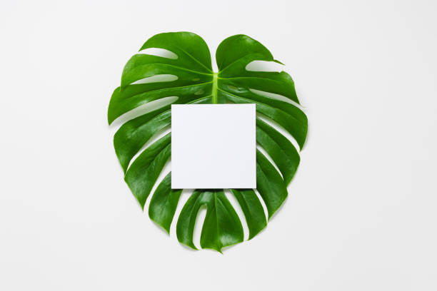 istock Blank greeting and invitation card on monstera leaf 1404016305