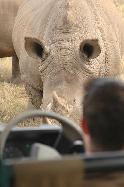 istock close encounter with white rhino 140401662