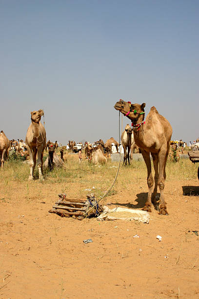 Camellos en el Festival internacional de camellos de Pushkar - foto de stock