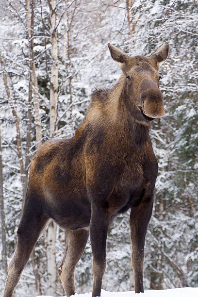 Mother Cow Moose!!! stock photo